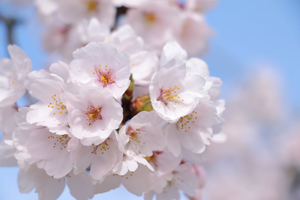 小松のお花見スポット