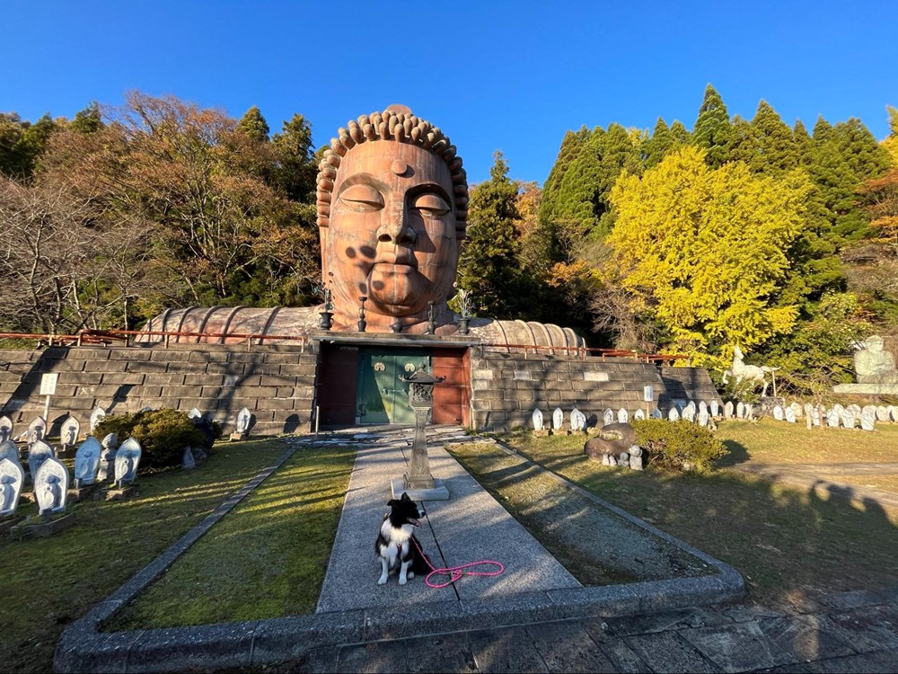 ハニベ巌窟院 ペットとお出かけ