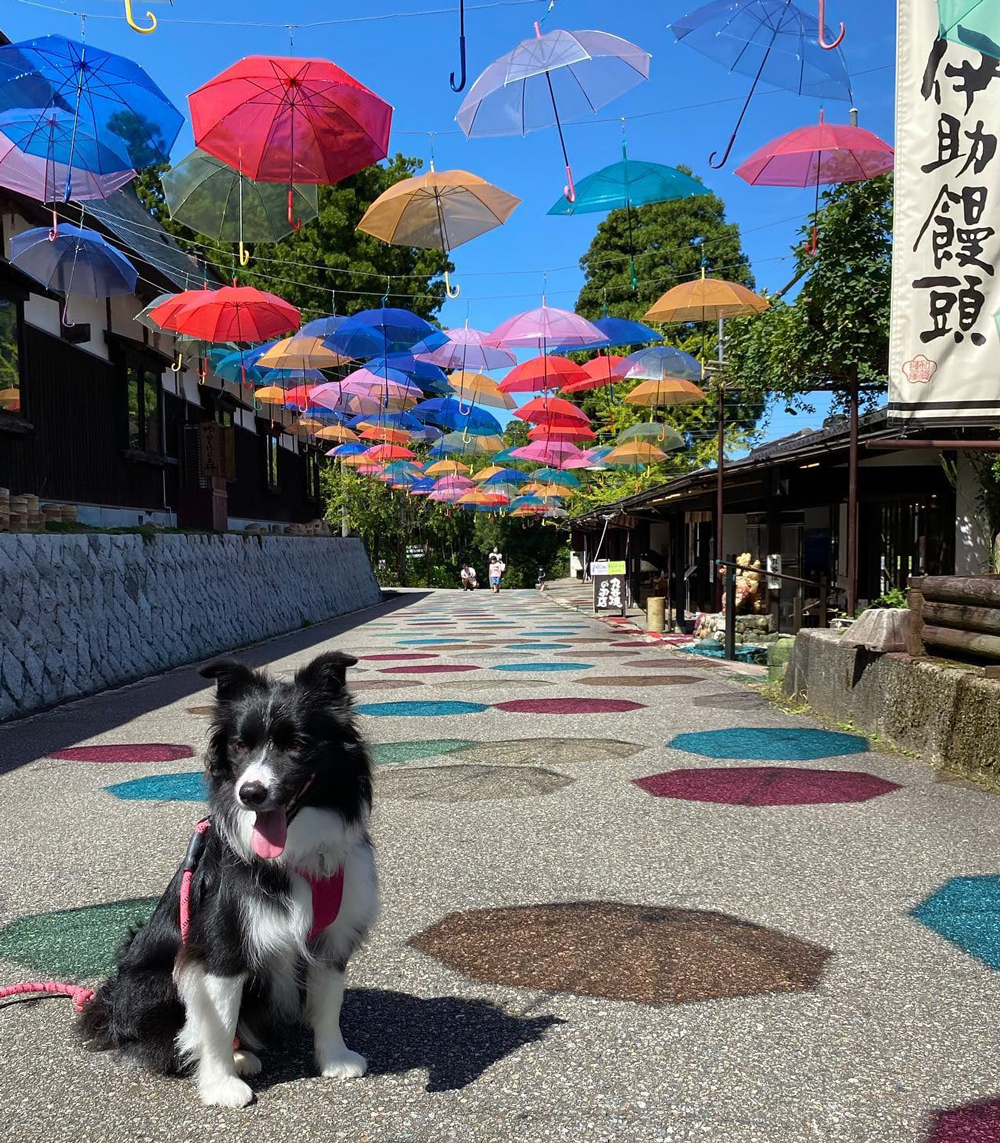 ゆのくにの森 アンブレラスカイ